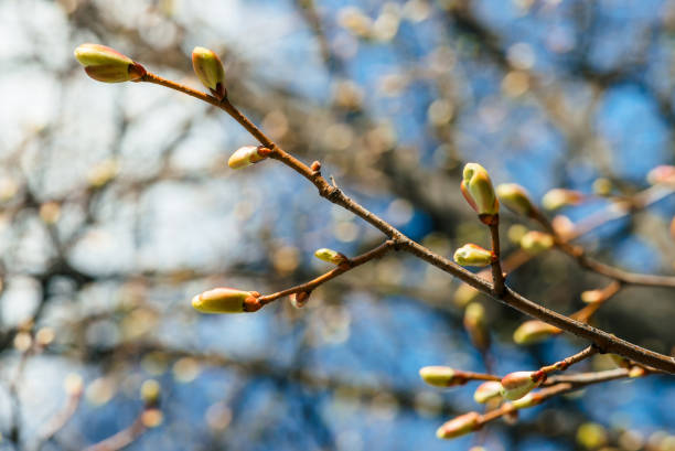 branches de tilleul belle avec close-up de bourgeons de floraison au printemps. macrophotographie pittoresque de branches d’arbre au printemps ensoleillé. image de fond coloré de bourgeons, de feuilles de tilleul. - linden tree photos et images de collection