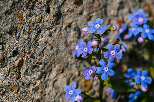 Beautiful inflorescence of brunnera macrophylla close up. Picturesque image of small blue flowers near rock with stones with copy space. Cobalt brunnera siberian and violet buds in sunlight.