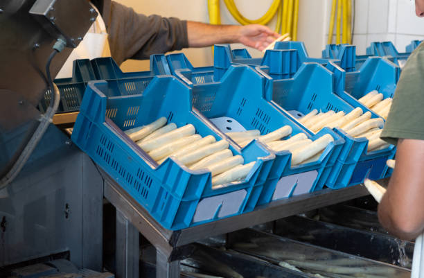 istock Industrial processing and washing of white asparagus vegetable on agricultural farm, preparation for sale 962003152