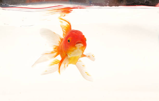 istock Goldfish swimming in aquarium, white background. 962003362