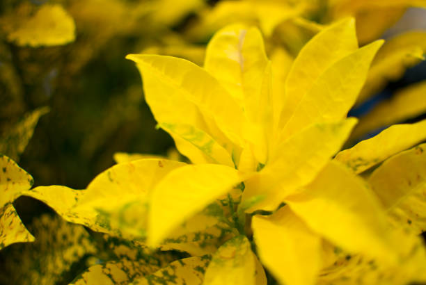 The beautiful nature background of garden tree or Ornamental plants.Yellow leaves in blurred background. This is a beautiful nature background