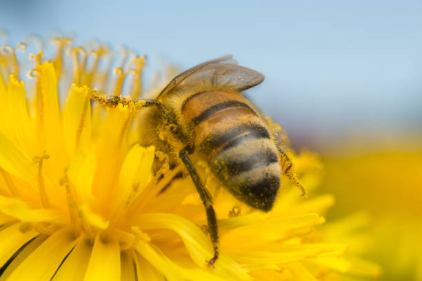 istock European honey bee, Apis mellifera pollinating on dandelion 962021492