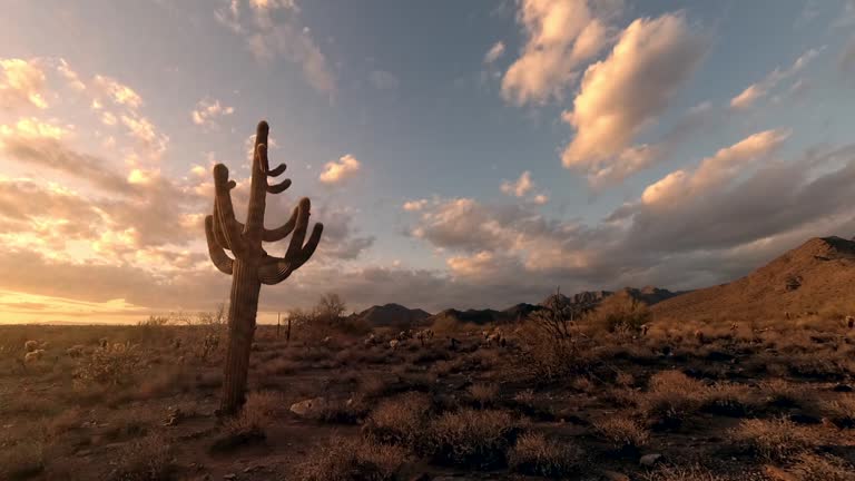 Cactus tree desert time lapse footage during sunset