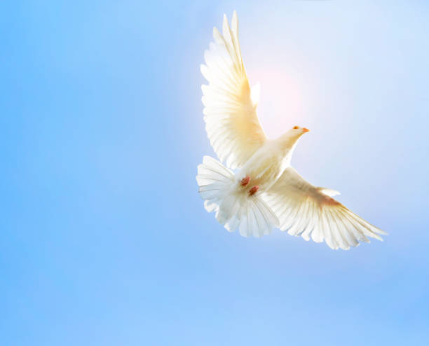 澄んだ青い空を背景に空中を飛んでいる白い羽ウイング鳩鳥 - floating bird ストックフォトと画像