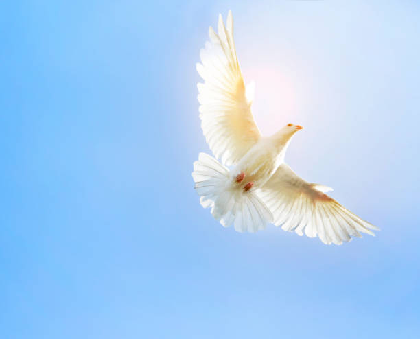 istock white feather wing pigeon bird flying mid air against clear blue sky 962031504