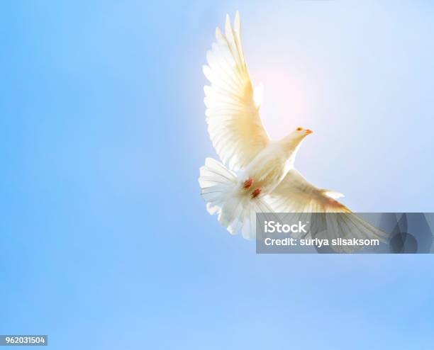 White Feather Wing Pigeon Bird Flying Mid Air Against Clear Blue Sky Stock Photo - Download Image Now