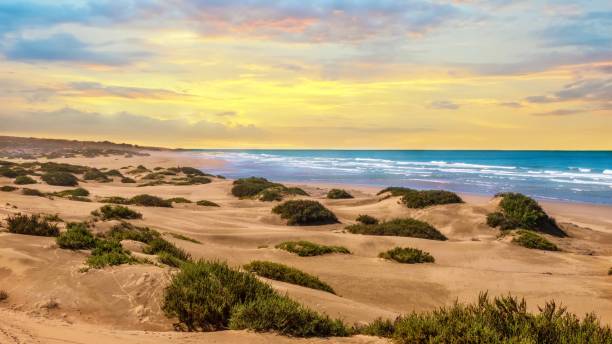 Sunset landscape in Agadir, Morocco, where desert sand turns into a beach at the Atlantic Ocean. A sandy beach with round sand dunes and grassy patches. Blue ocean waves washing ashore with a golden sunset in the sky. sunset agadir marocco stock pictures, royalty-free photos & images