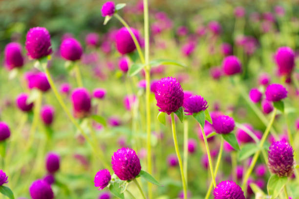 istock Globe Amaranth flower (or Bachelor Button, Globe Flower) in garden 962032358