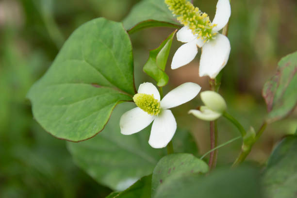 istock Houttuynia cordata white flowers 962032930