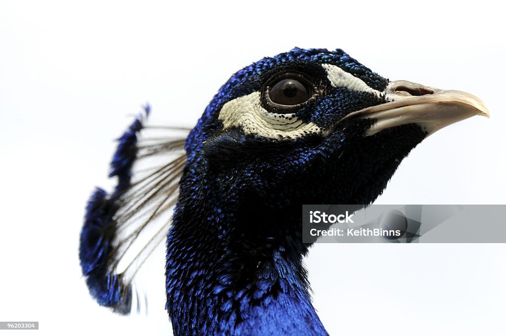 Peacock Head  Peacock Stock Photo