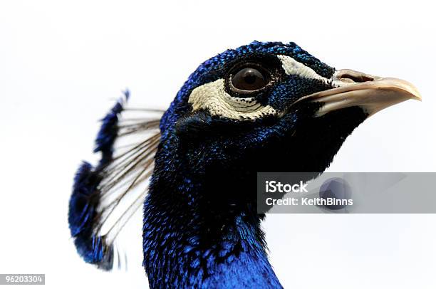Peacock Head Stock Photo - Download Image Now - Peacock, Close-up, Animal