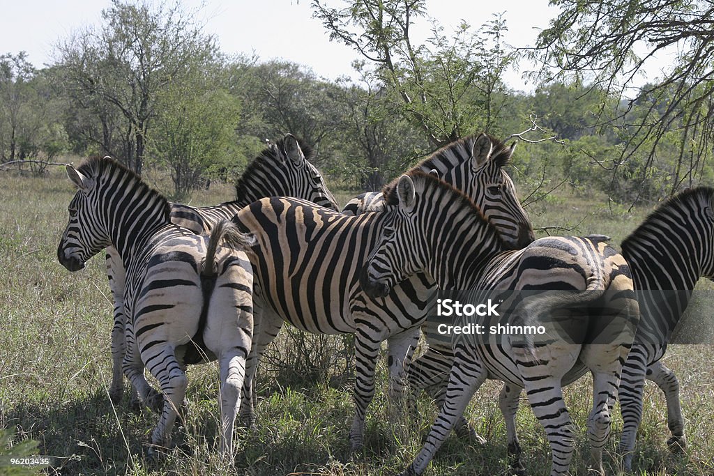 Zebras Reißverschluss an der Reihe - Lizenzfrei Flüchten Stock-Foto