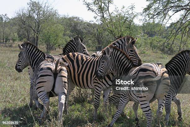 Zebras Reißverschluss An Der Reihe Stockfoto und mehr Bilder von Flüchten - Flüchten, Herde, Tier