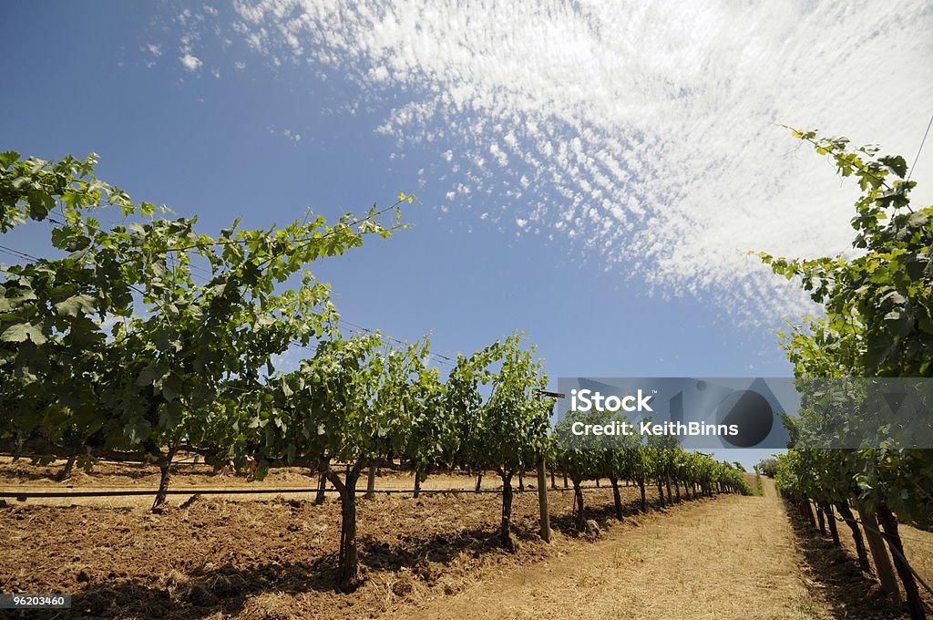 Vineyard A vineyard on a sunny day in California, USA. Adobe RGB color profile. Agriculture Stock Photo