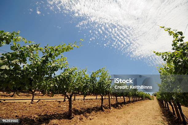 Vineyard Stock Photo - Download Image Now - Agriculture, Bush, California