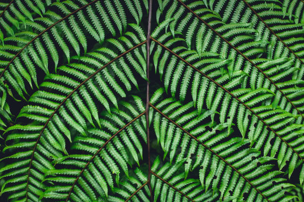 istock Fern leaves green background in nature 962035536