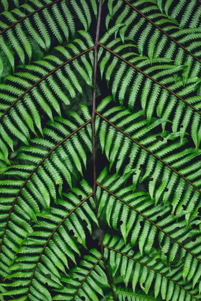 istock Fern leaves green background in nature 962035538