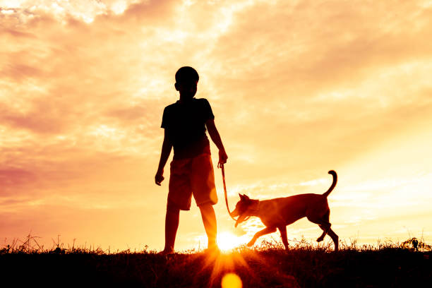 istock Silhouette child playing with dogs, Concept play with dog. 962035868