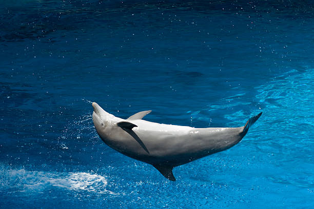 istock Dolphin Portrait in a Swimming Pool 96203610
