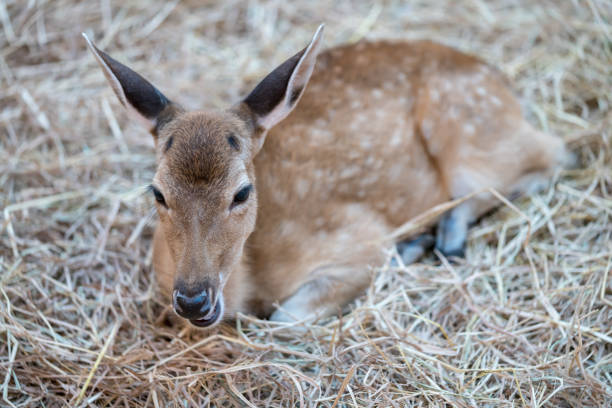 Closed up deer lying on dried hay. Shallow depth of field.