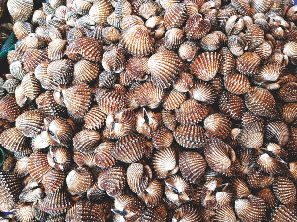 istock Full Frame Background Pile of Fresh Cockles 962036934
