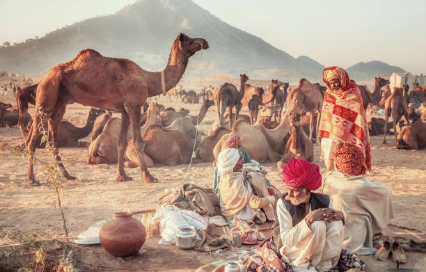 A group of male camel traders wearing traditional clothing and turbans in their open-air camp in the early morning at the annual Pushkar Camel Fair in Rajasthan, India. Pushkar, India - November 19, 2015: Showing the traditional dress and  outdoor lifestyle of nomadic camel herdsmen as they camp at the annual Pushkar Camel Fair in Rajasthan, surrounded by camels. camel train photos stock pictures, royalty-free photos & images