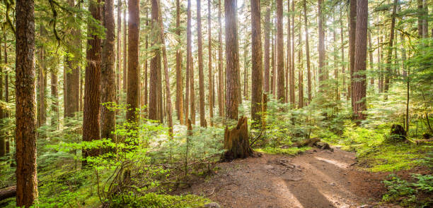 Green forest Hoh Rainforest, Forest, Tree, Rain, Spruce Tree olympic peninsula photos stock pictures, royalty-free photos & images