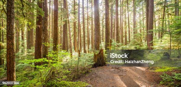 Green Forest Stock Photo - Download Image Now - Forest, Backgrounds, Washington State