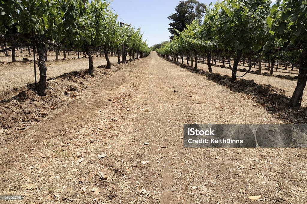 Vineyard  Agriculture Stock Photo