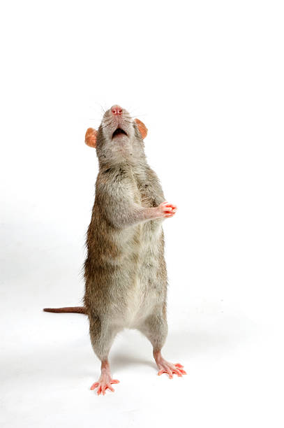 istock brown rat is begging in front of a white background 96204056