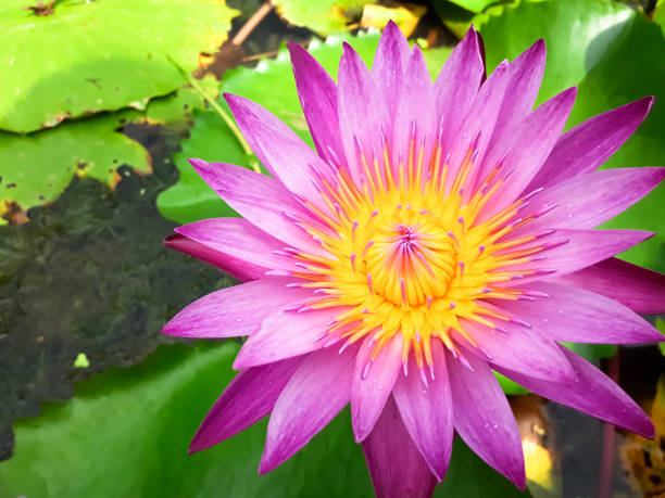 istock pink lotus flower blooming on the water with leaf 962040658