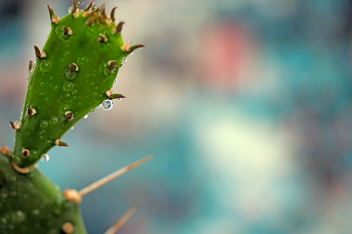 drops on a cactus on a colorful background