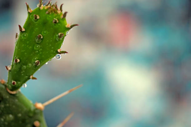 cactus drops drops on a cactus on a colorful background cactus water stock pictures, royalty-free photos & images