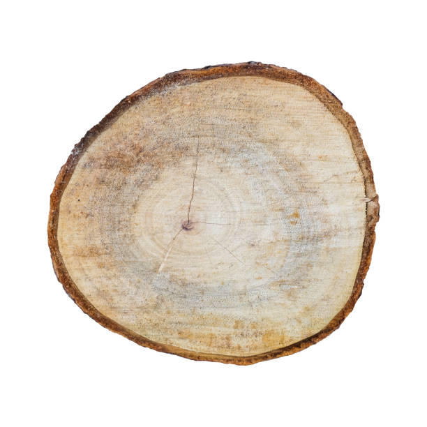 istock stump of tree isolated on white background included clipping path 962041424