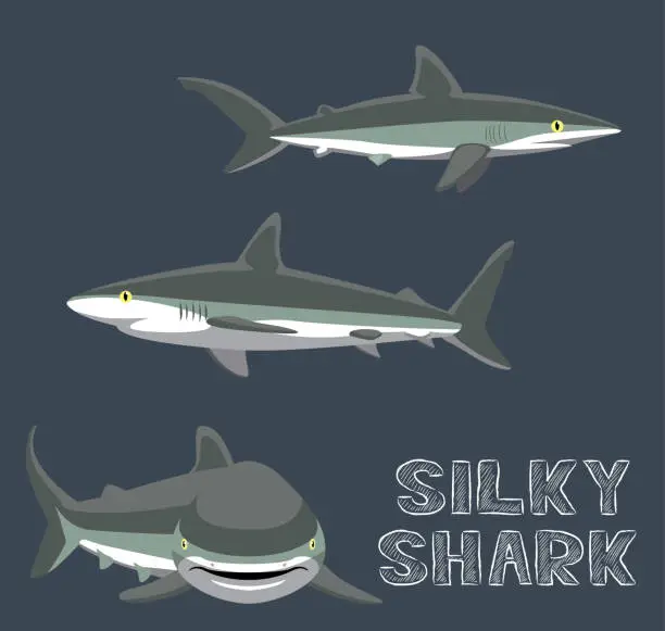 Vector illustration of Silky Shark Cartoon Vector Illustration