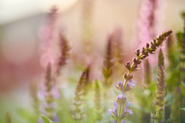 istock Salvia plants growing in warm sunlight 962042704