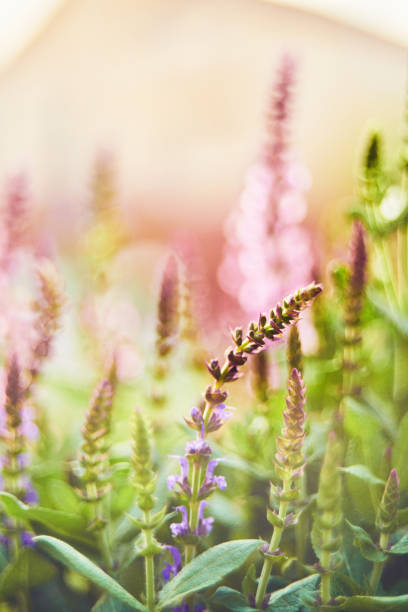 istock Salvia plants growing in warm sunlight 962042710