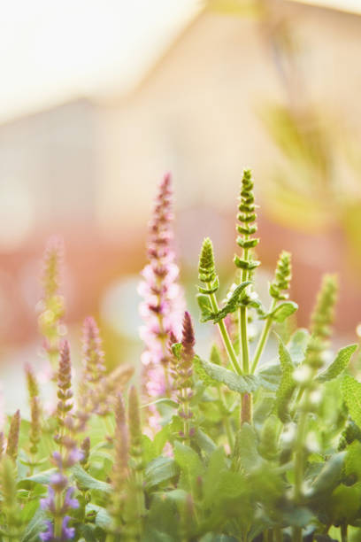 istock Salvia plants growing in warm sunlight 962042830