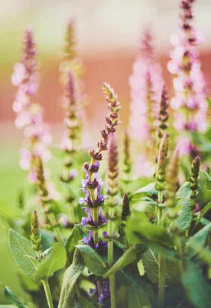 istock Salvia plants growing in warm sunlight 962042880
