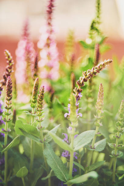 istock Salvia plants growing in warm sunlight 962042922