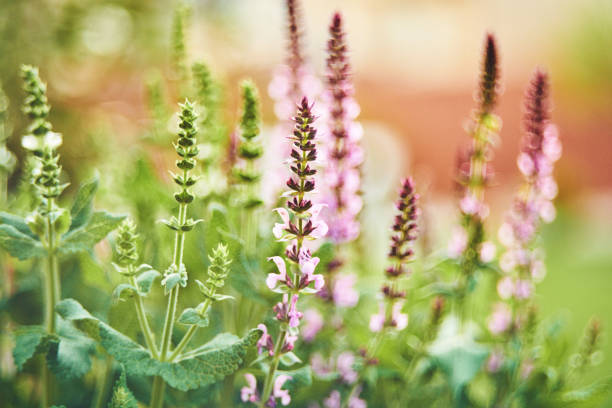 istock Salvia plants growing in warm sunlight 962042966