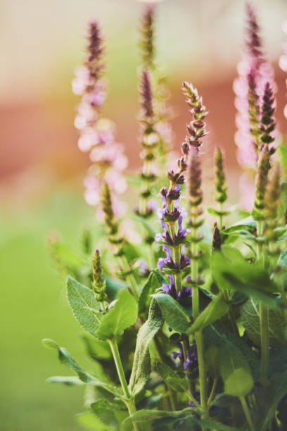 istock Salvia plants growing in warm sunlight 962042968