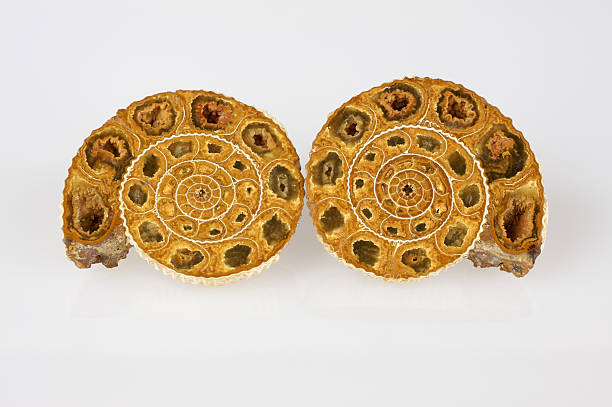 Two halves of ammonite fossil stock photo