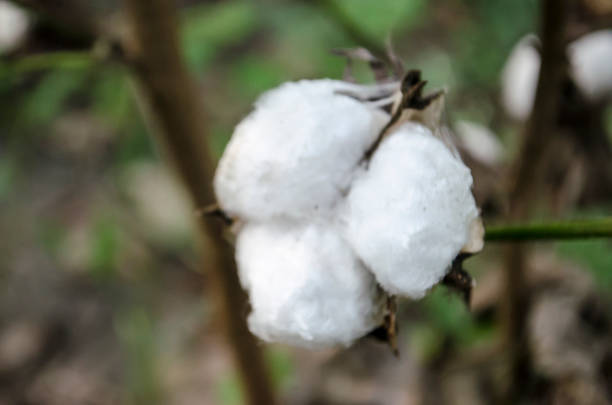 istock Cotton crop landscape with copy space area 962048984