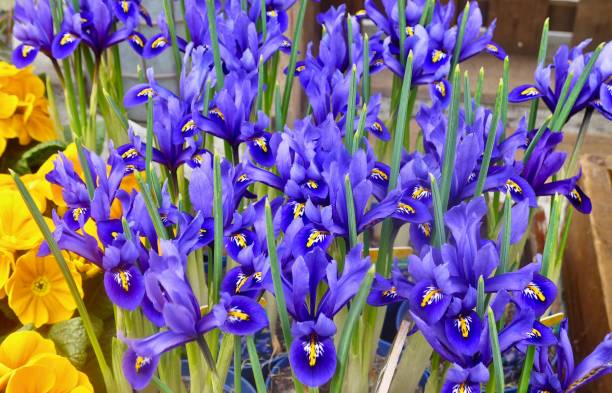 istock Closeup of purple iris flowers 962050388