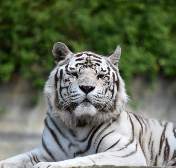istock Tiger of bengal 962050398