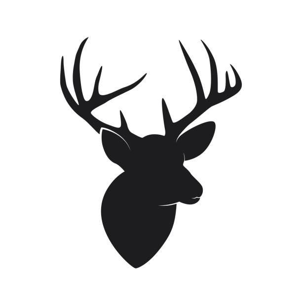 illustrations, cliparts, dessins animés et icônes de silhouette de tête de cerf avec des bois isolés sur fond blanc - antler stag deer trophy