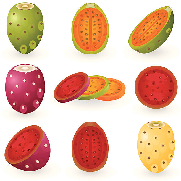 prickly pear - prickly pear fruit cactus prickly pear cactus yellow stock-grafiken, -clipart, -cartoons und -symbole