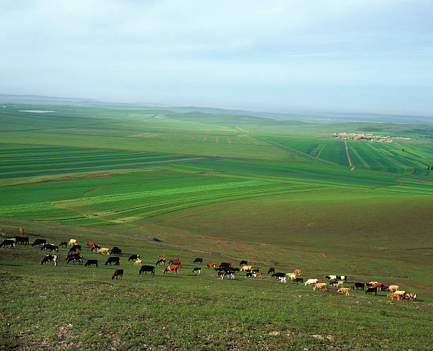 cattle on meadow stock photo