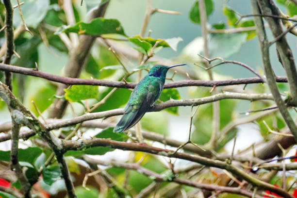 istock Lesser violetear hummingbird on a branch 962052306